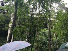 -西双版纳原始森林公园