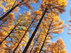 -塞罕坝国家级自然保护区