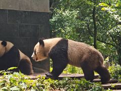 -中国大熊猫保护研究中心雅安碧峰峡基地