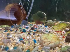 -上海大自然野生昆虫馆(东方明珠·爬宠昆虫探索中心)