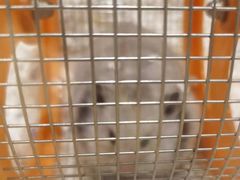 -Pets First伊珊娜洗护·精致美容·家庭式寄养(新会路店)