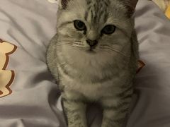 -创凡宠物医院·骨专科  猫科中心(西乡分院)