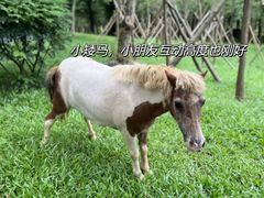 -佛冈森波拉度假区