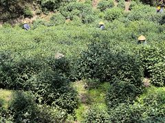 -十八棵（老龙井）御茶园(老龙井店)