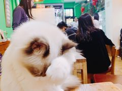 -李小姐の猫咖啡馆(五角场店)