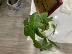 -凡碧诗毛孔收细
