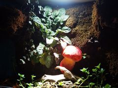 -野菌皇海景野生菌火锅(滨海大道店)