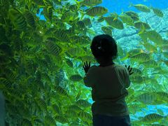 -芜湖新华联大白鲸海洋公园