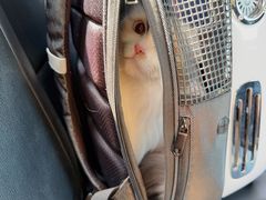 -纳吉亚猫专科动物诊疗中心(蒋宅口分院)