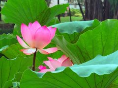 -荔湾湖公园