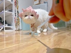 -瑞派·关忠动物医院(国瑞店)