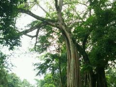 -瑞丽独树成林风景区