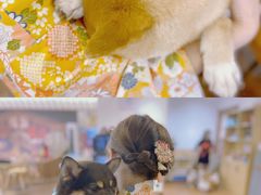 -豆柴町-柴犬主题狗咖(红鼎国际C座店)