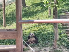 -中国大熊猫保护研究中心雅安碧峰峡基地