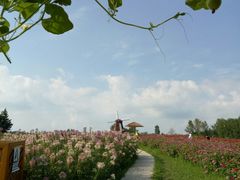 -北纬44度·金珠花海休闲农业旅游景区