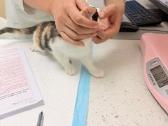-宠颐生宠物医院·异宠猫科内科·诊疗中心宠巢店