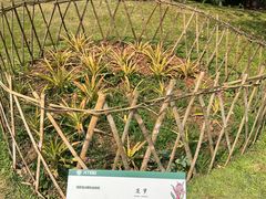 -中国科学院西双版纳热带植物园