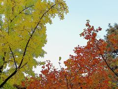 -香山公园