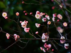 -上海吴淞炮台湾国家湿地公园