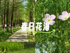 -洋湖国家湿地公园