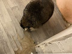 -浣熊柯尔鸭土拨鼠·电玩咖