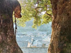 -杨家堂村