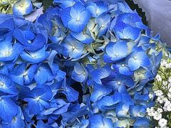 -循礼门鲜花花市(武汉循礼门店)