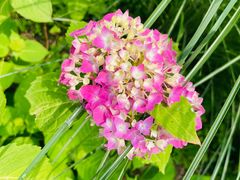 -西湖风景区-江洋畈生态公园