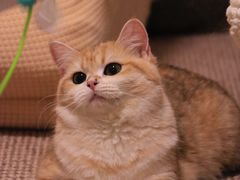 -猫大福·Fortune Cat猫舍(百子湾店)