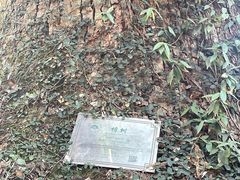 -杨家堂村