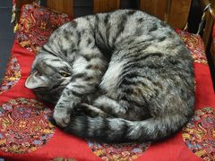 -老北京褡裢火烧·任记