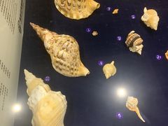 -青岛贝壳博物馆