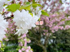 -苏州上方山国家森林公园