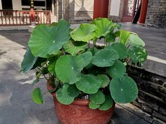 -万寿八仙宫