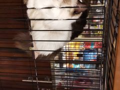 -多卡布奇宠物生活馆(上林世家店)