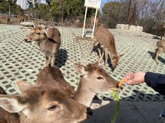 -常州淹城野生动物世界