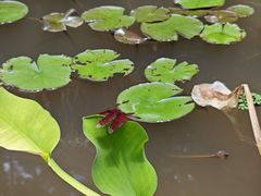 -中国科学院西双版纳热带植物园