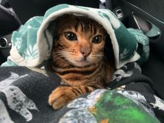 -北京赛佳动物医院