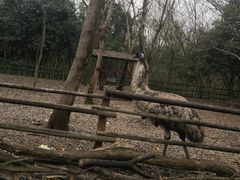 -常州淹城野生动物世界