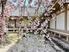 -醍醐寺