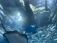 -上海海洋水族馆