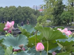 -成都南湖公园