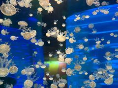 -海合安武汉极地海洋公园