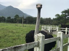 -瑞穗牧场