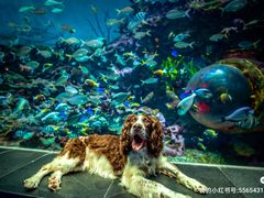 -上海海昌海洋公园