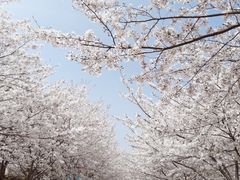 -高东镇樱花园