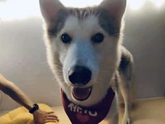 -Husky Go! 哈士奇体验馆·宠物咖啡厅狗咖