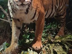 -陕西自然博物馆