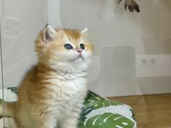 -青奢宠物·青奢猫舍