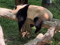 -都江堰中华大熊猫苑